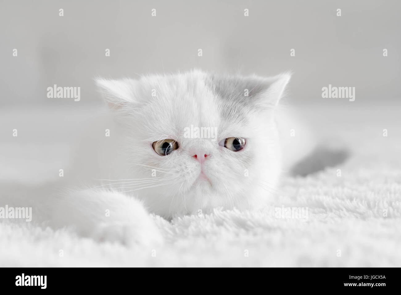 Portrait of an Exotic shorthair kitten Stock Photo