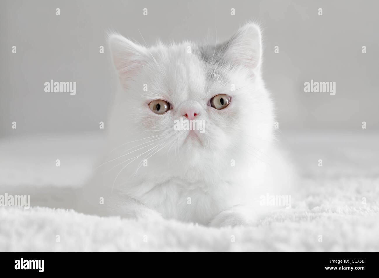 Portrait of an Exotic shorthair kitten Stock Photo