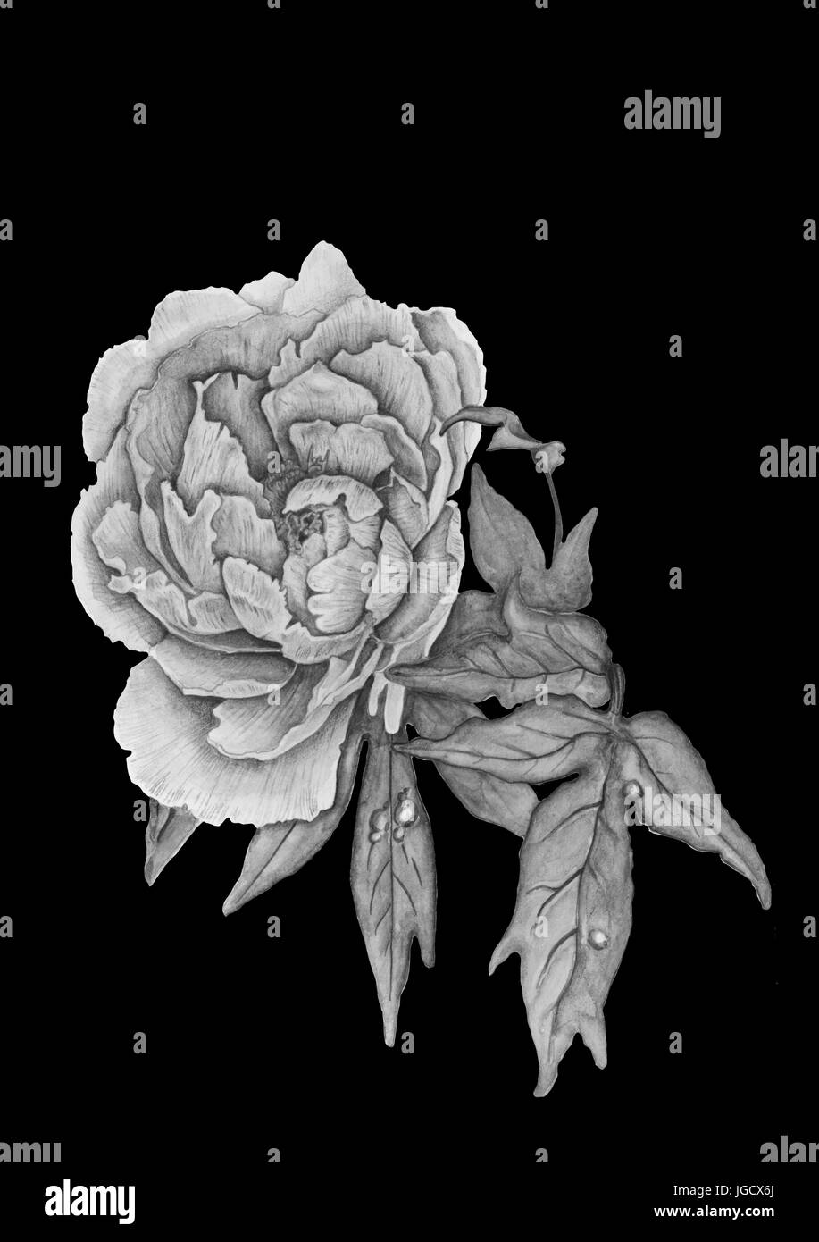 Watercolor drawing of a peony flower Stock Photo - Alamy