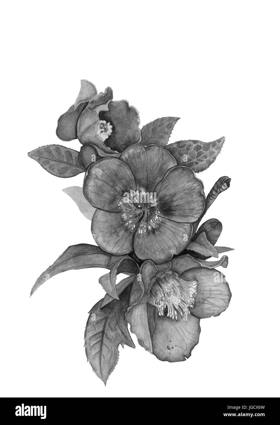 Watercolor drawing of a hellebore flower Stock Photo