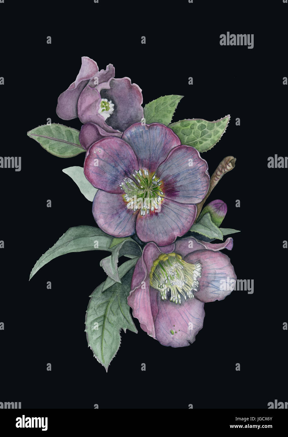 Watercolor drawing of a hellebore flower Stock Photo Alamy