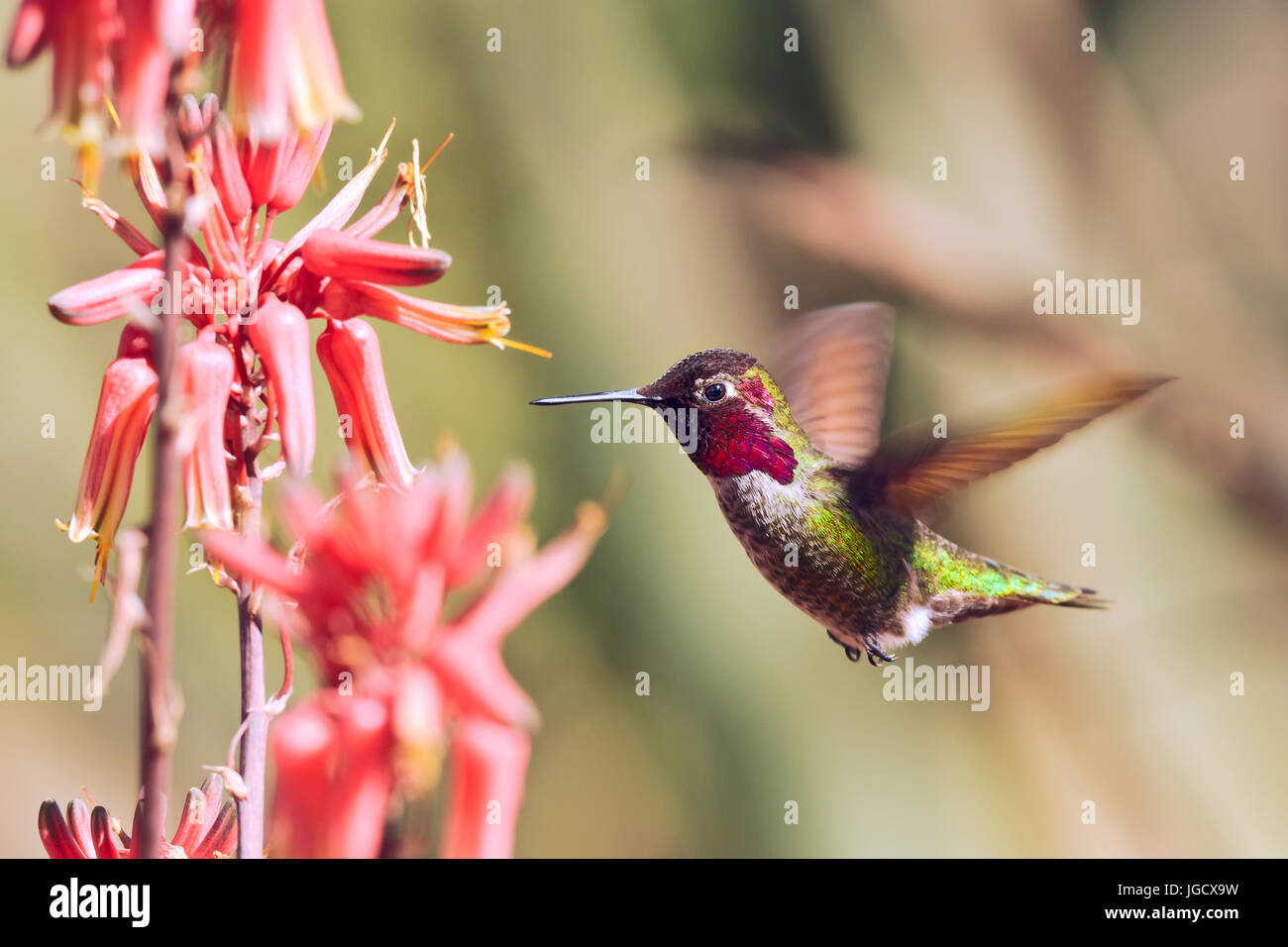Hummingbird hovering by Aloe flowers, Arizona, America, USA Stock Photo Alamy