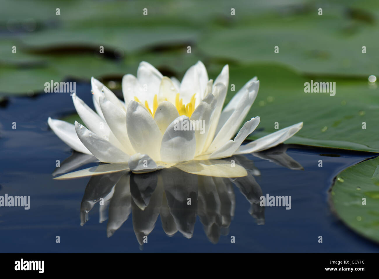 Water lily flower with reflection and lily pads Stock Photo