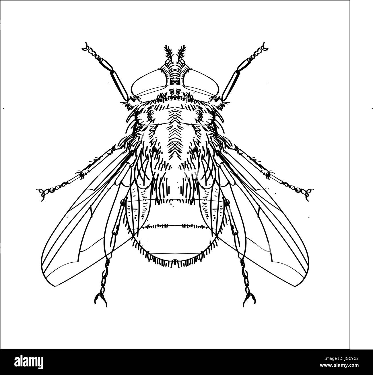 House Fly Sketch