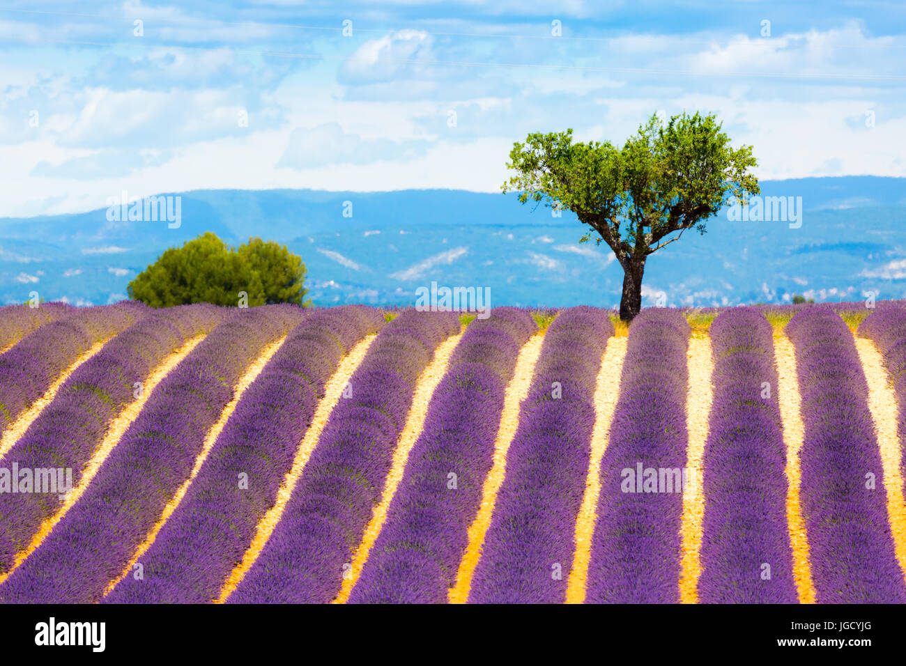 Valensole Plateau, Provence, France. Lavender fields in bloom Stock
