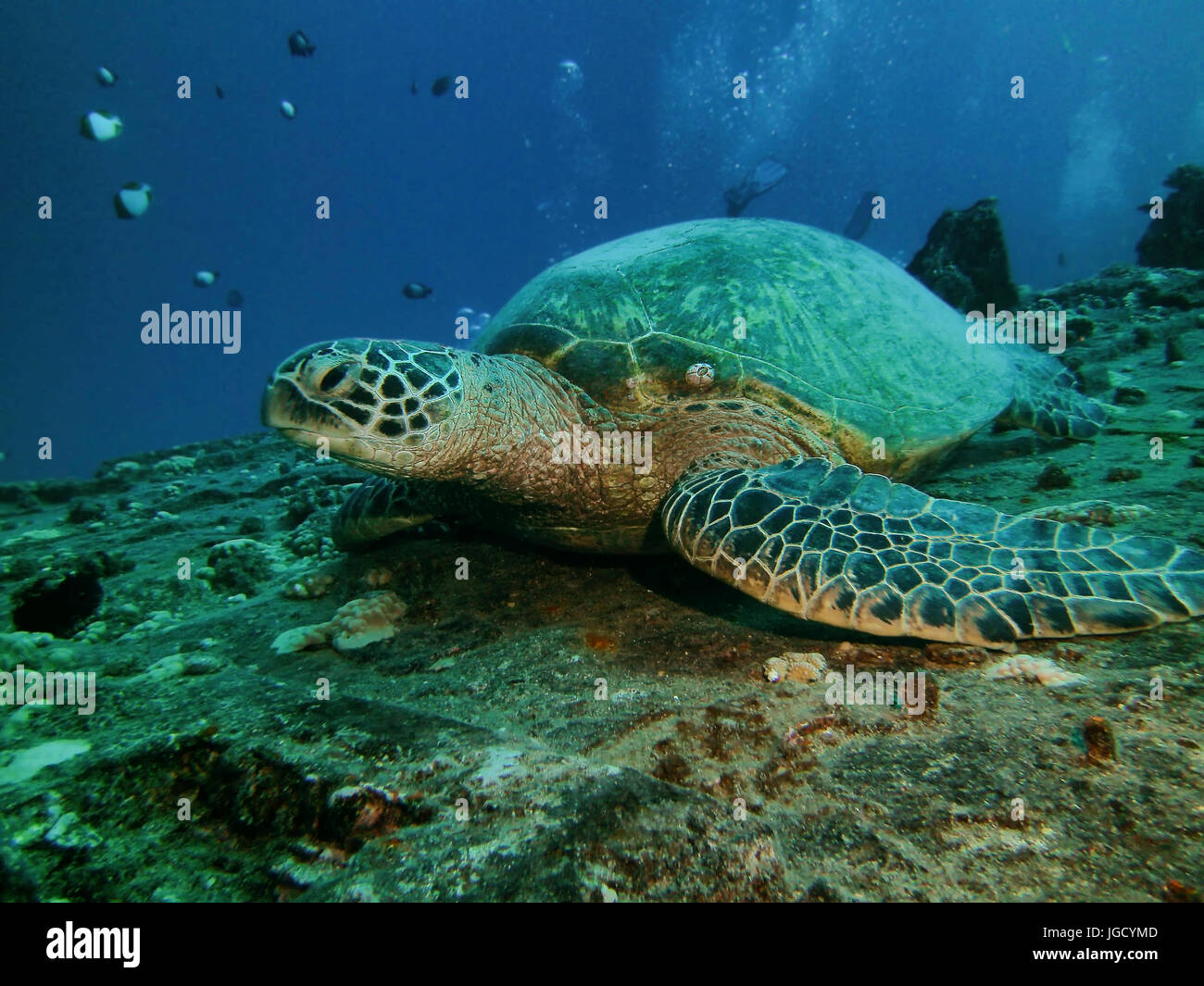 Close up of a green turtle resting on ship wreck, Hilo, HI, USA Stock Photo