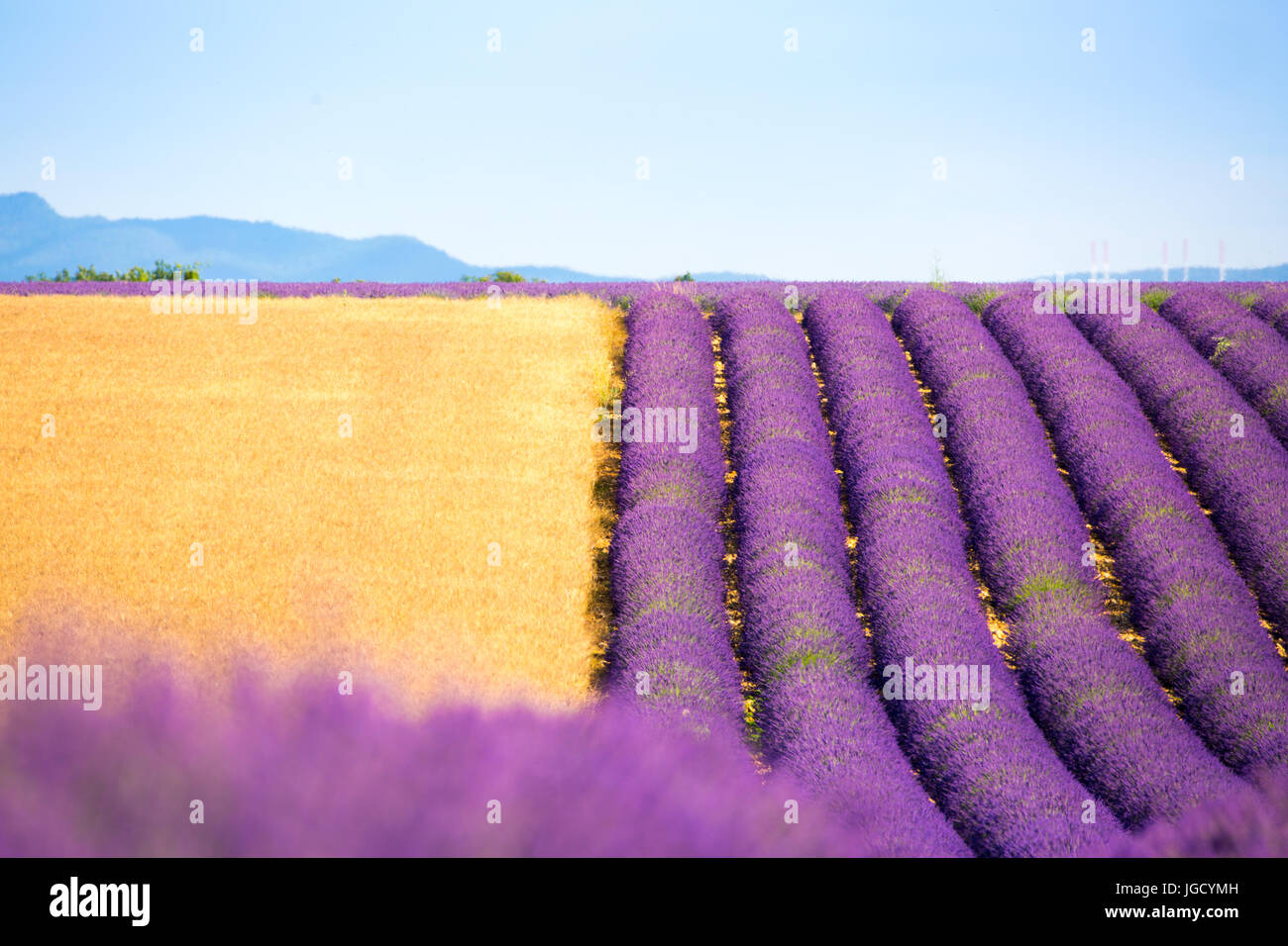 Valensole Plateau, Provence, France. Lavender fields in bloom Stock Photo