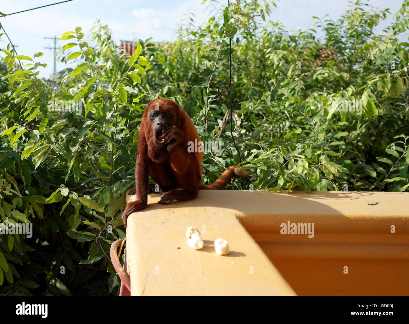 Red Howler Monkey Stock Photos & Red Howler Monkey Stock Images Alamy