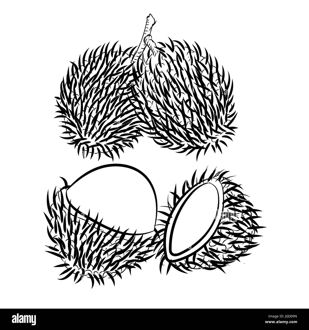 Hand drawn sketch of Rambutan isolated, Black and White Cartoon Vector Illustration for Coloring Book - Line Drawn Vector Stock Vector