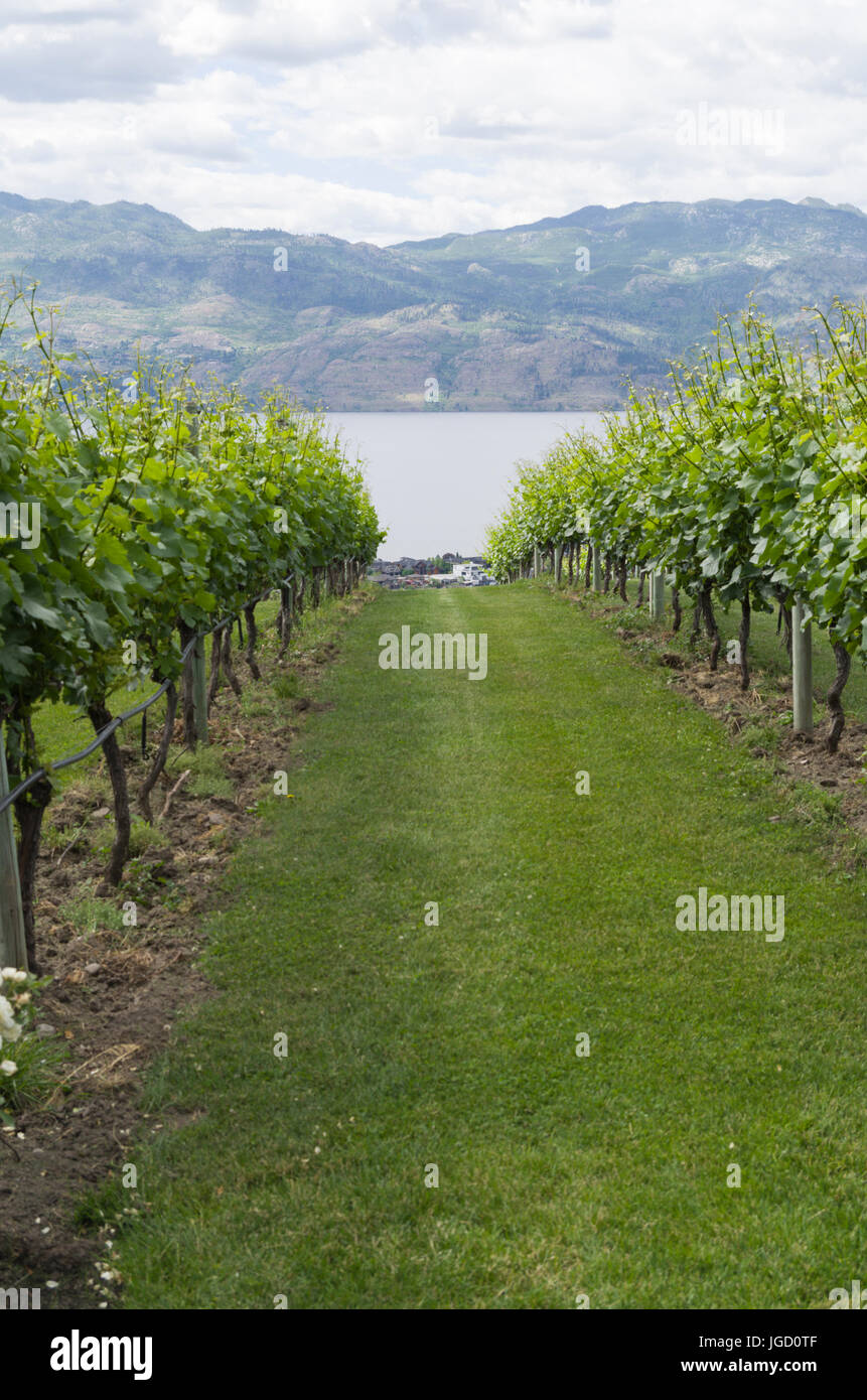Vineyard in Kelowna BC with rows of grape vines headed down the slope