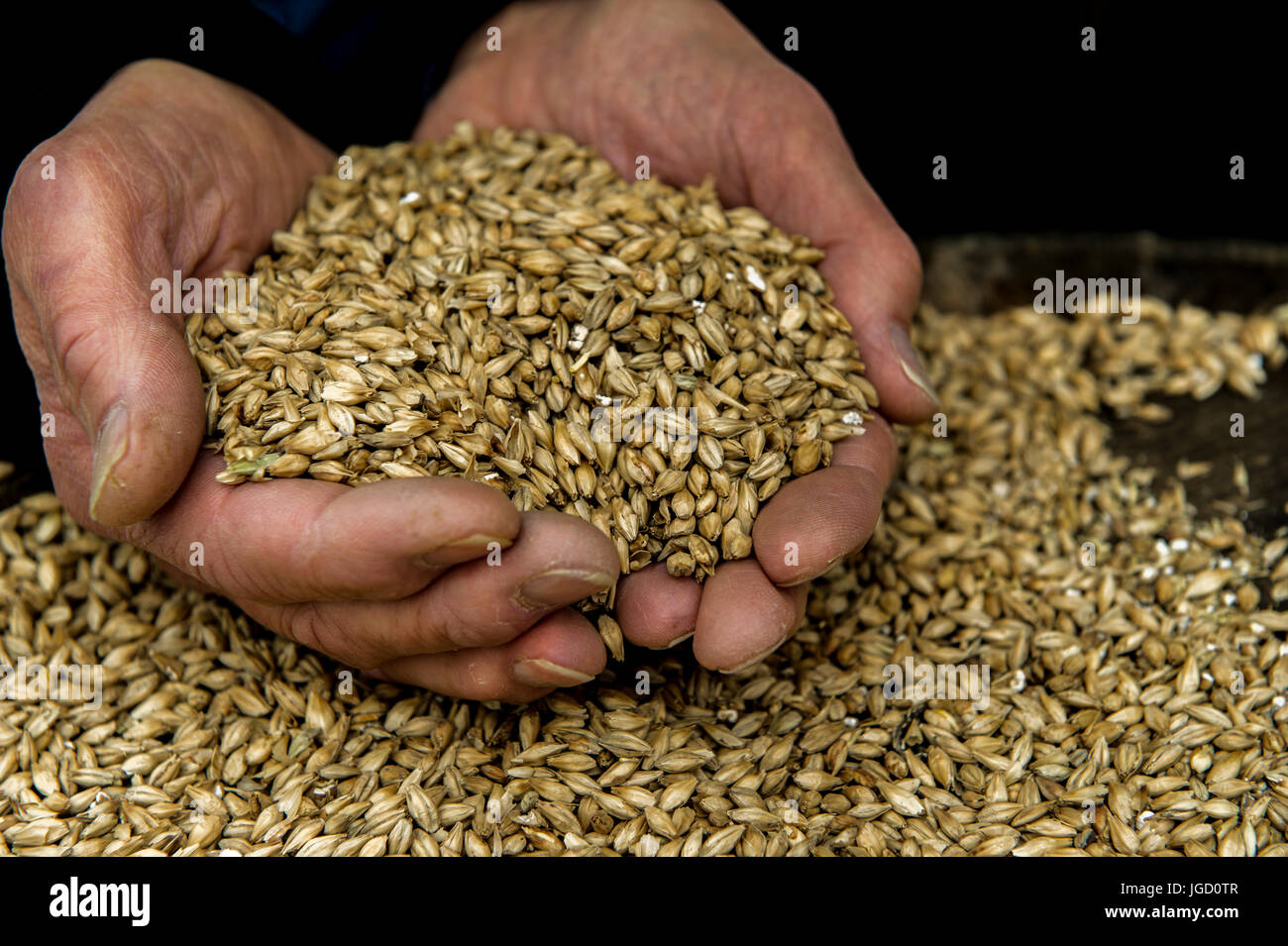 Roasted barley in a whiskey brewer's hands and scattered on a barrel. Stock Photo