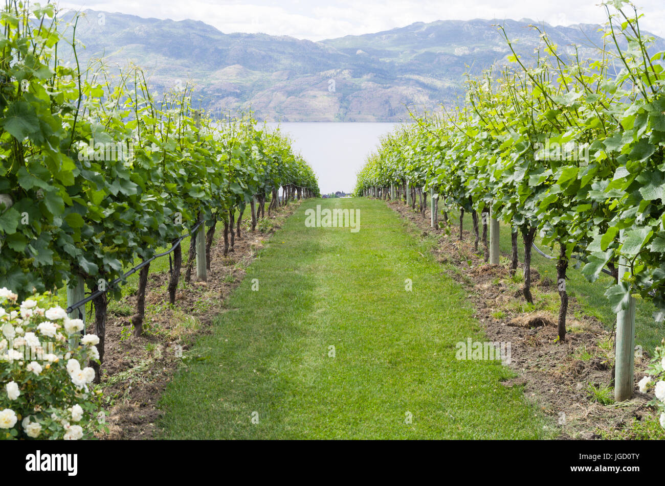 Vineyard in Kelowna BC with rows of grape vines headed down the slope