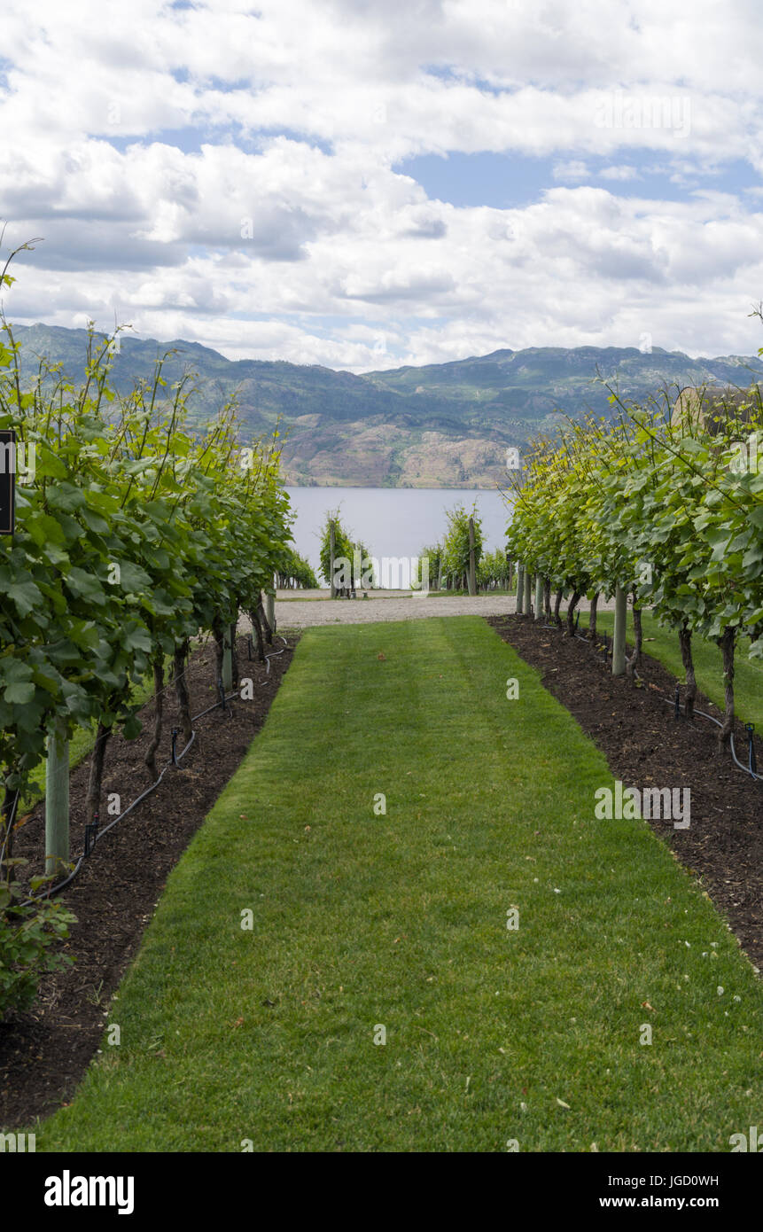 Vineyard in Kelowna BC with rows of grape vines headed down the slope