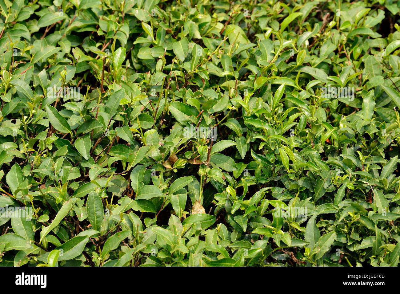 Close up of Fresh Green Tea Leaves Stock Photo