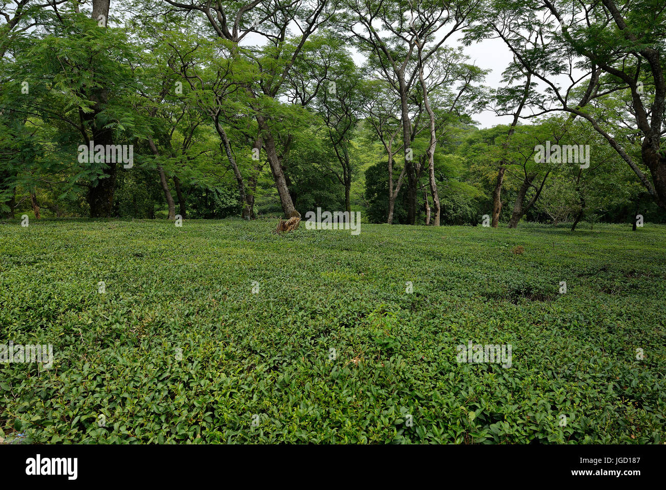 Tea garden near Dharamshala India Stock Photo