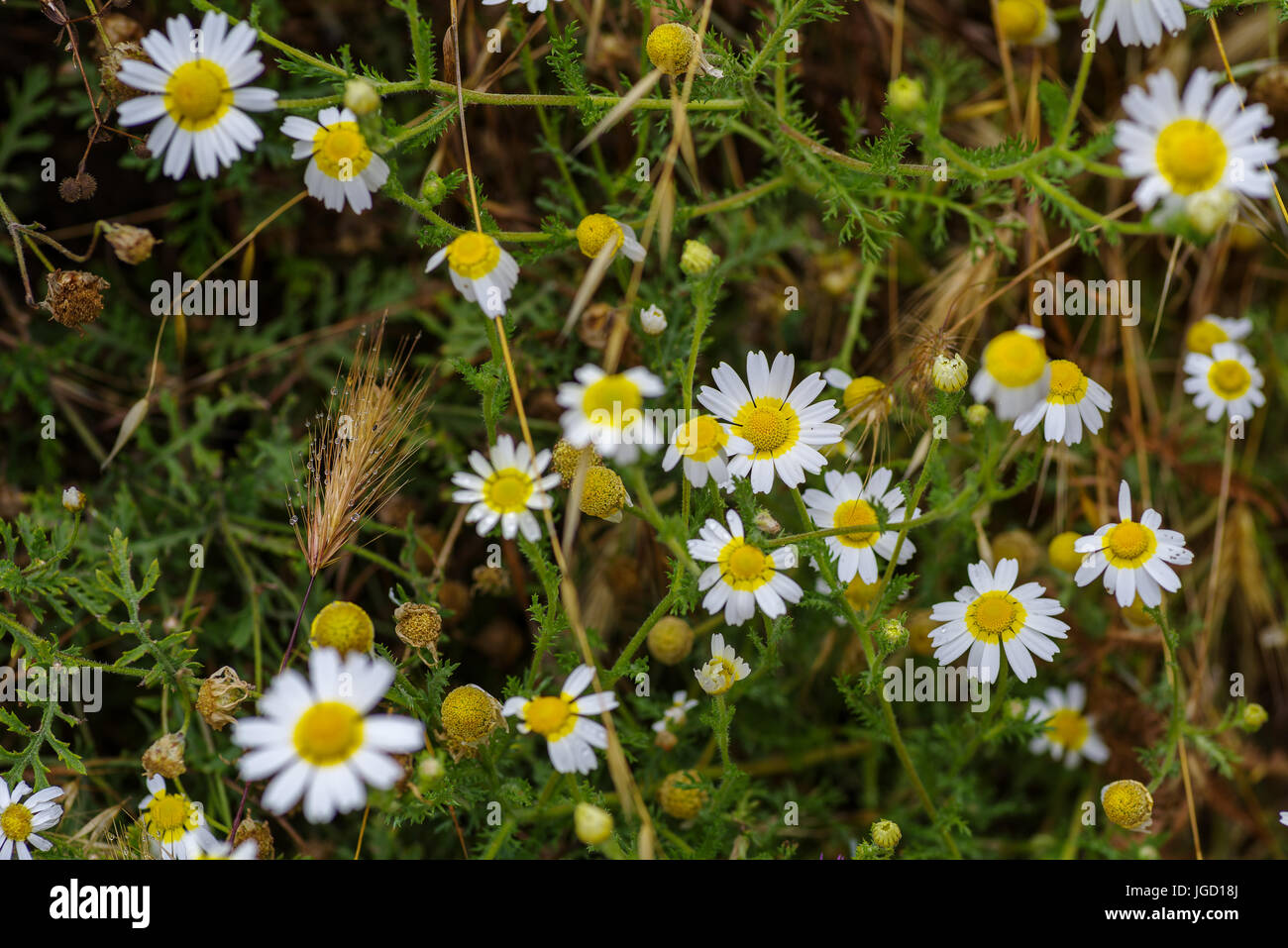 Wild chamomile, different sharpness Stock Photo Alamy