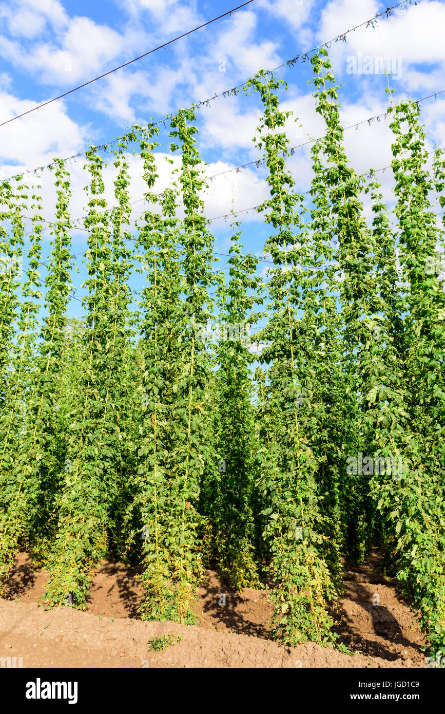 Hops on a field Stock Photo - Alamy