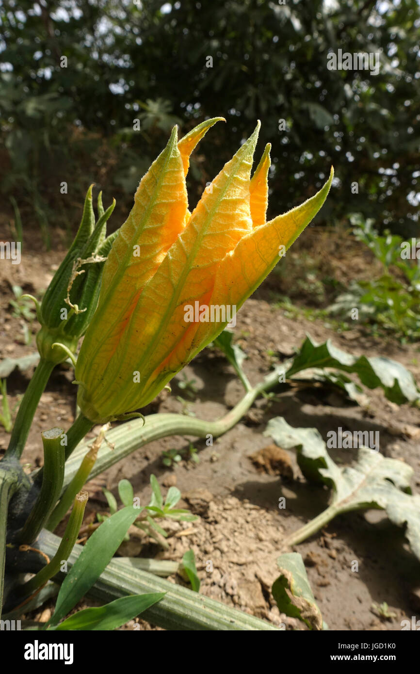 The closed yellow flower of a zucchini or courgette plant, Cucurbita