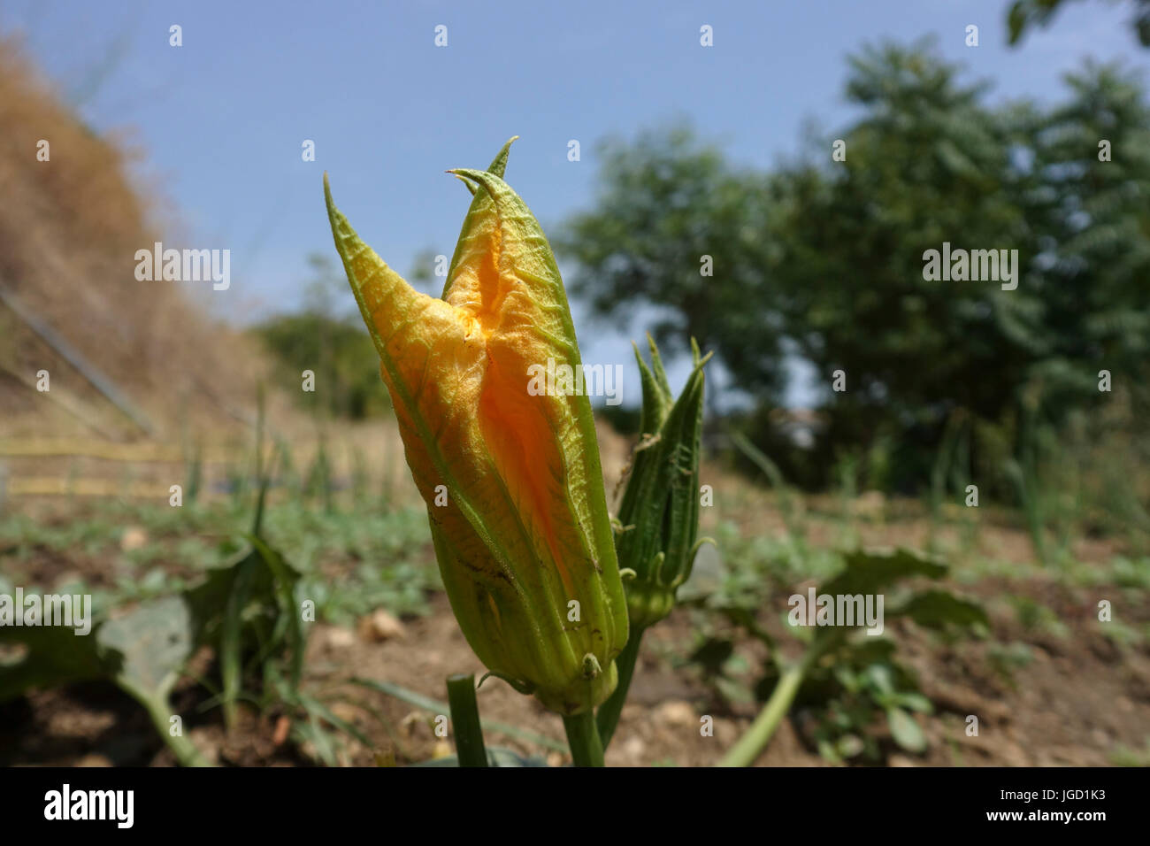 The closed yellow flower of a zucchini or courgette plant, Cucurbita