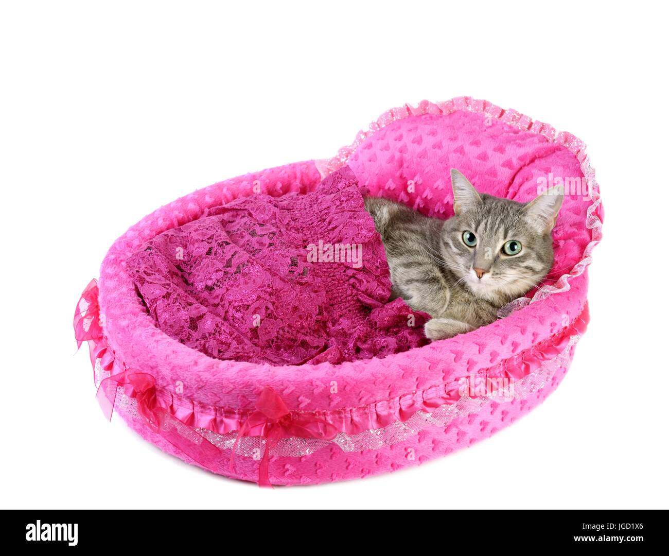 Gray cat on little bed Stock Photo Alamy