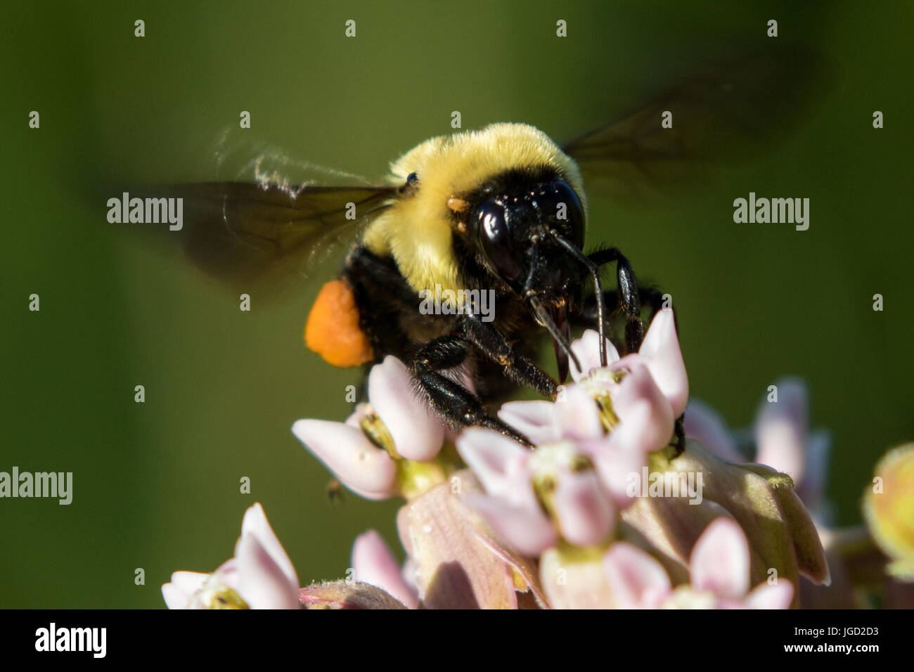 Common Eastern Bumble Bee Stock Photo