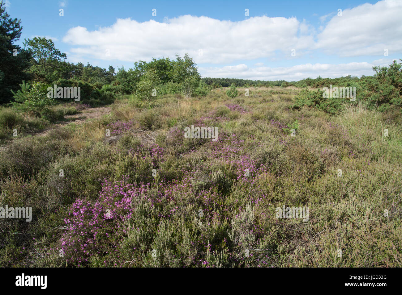 Yateley Common, Hampshire, UK, in summer Stock Photo