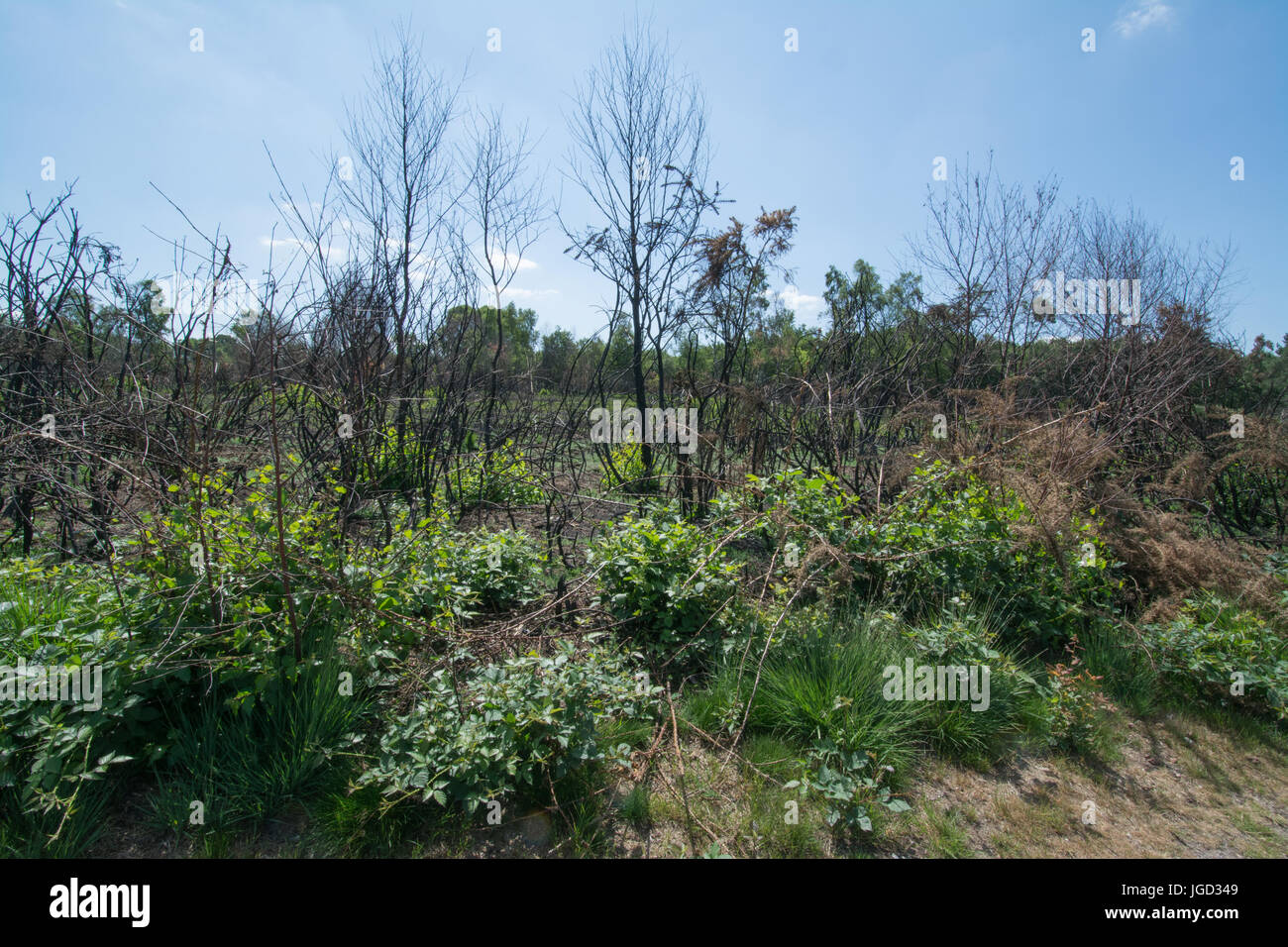 Yateley Common, Hampshire, UK, three months after a heath fire Stock Photo