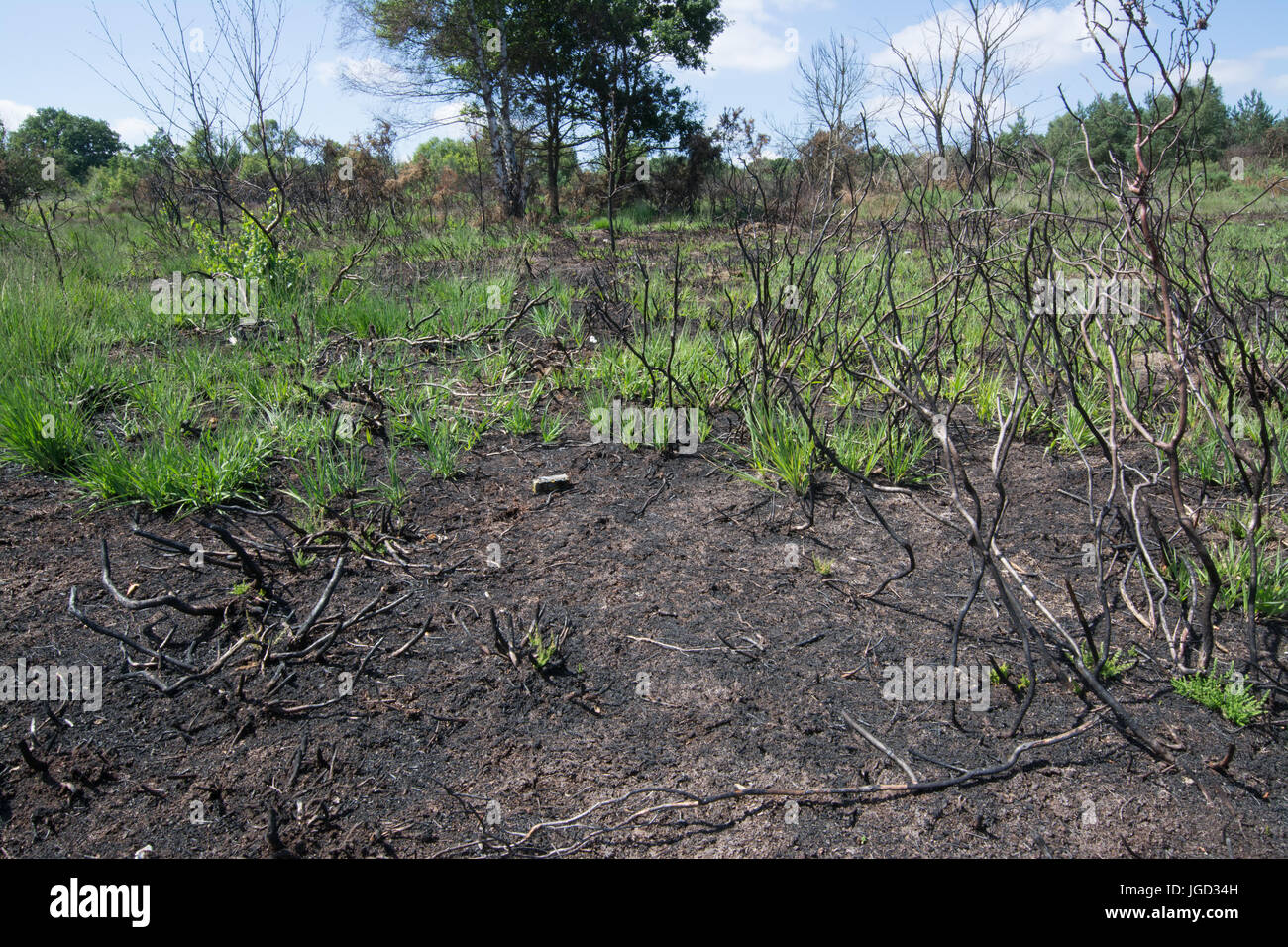 Yateley Common, Hampshire, UK, three months after a heath fire Stock Photo