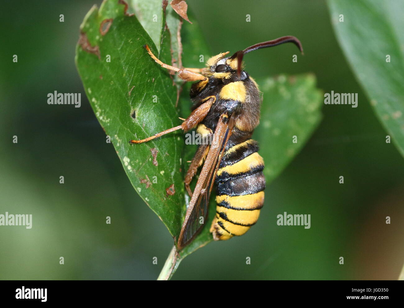 European Hornet moth or Hornet Clearwing (Sesia apiformis), a day-active moth mimicking a large bee or hornet. Stock Photo