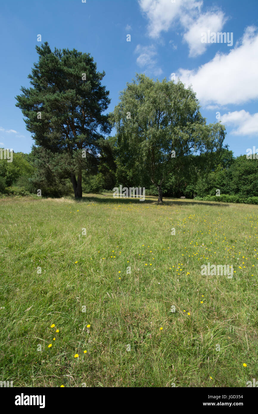 Yateley Common Country Park, Hampshire, UK, in summer Stock Photo