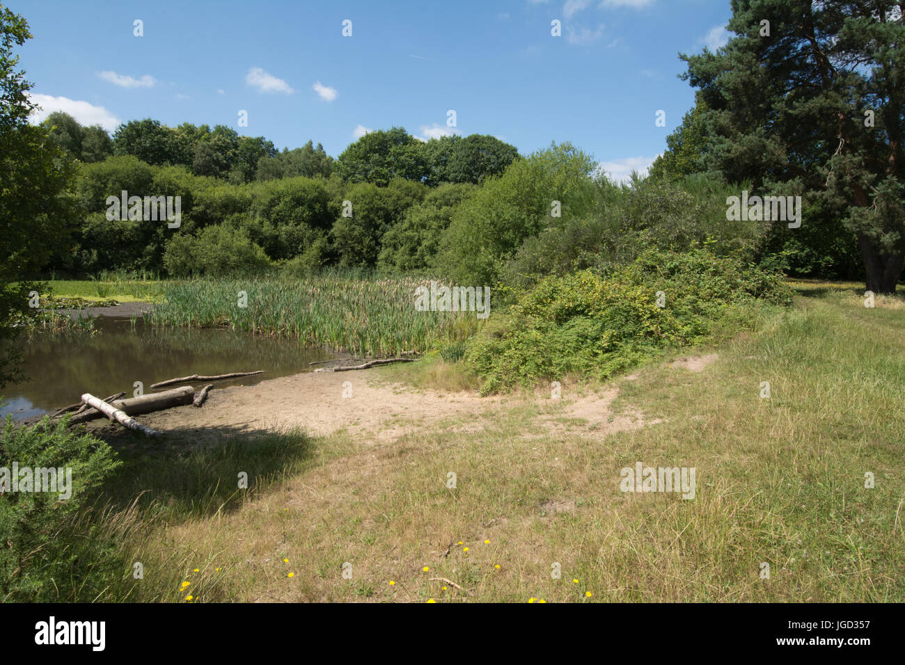 Yateley Common Country Park, Hampshire, UK, in summer Stock Photo