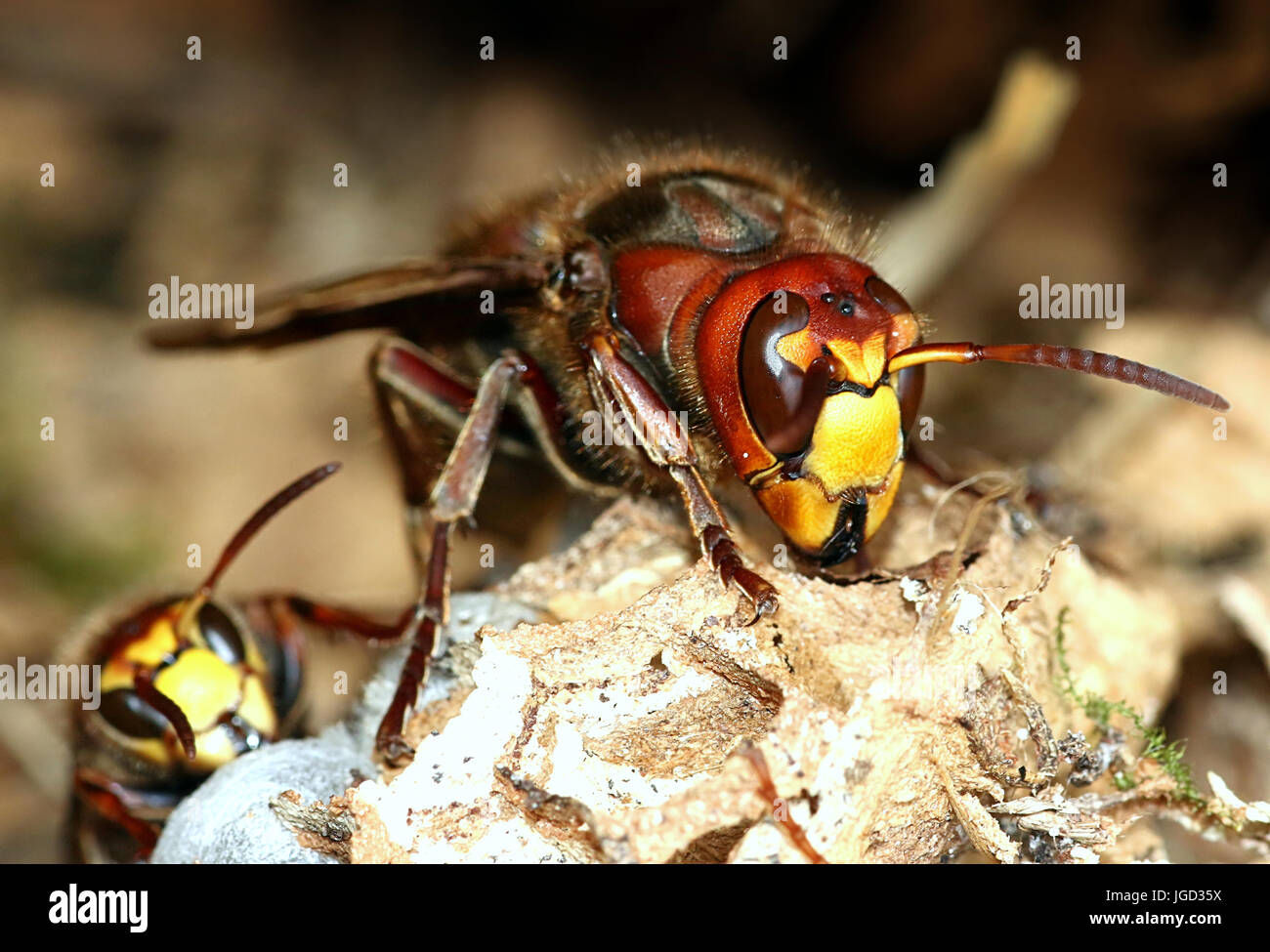 Extreme close up of the head and jaws of a Queen European hornet (Vespa crabro) busy constructing a nest. Stock Photo