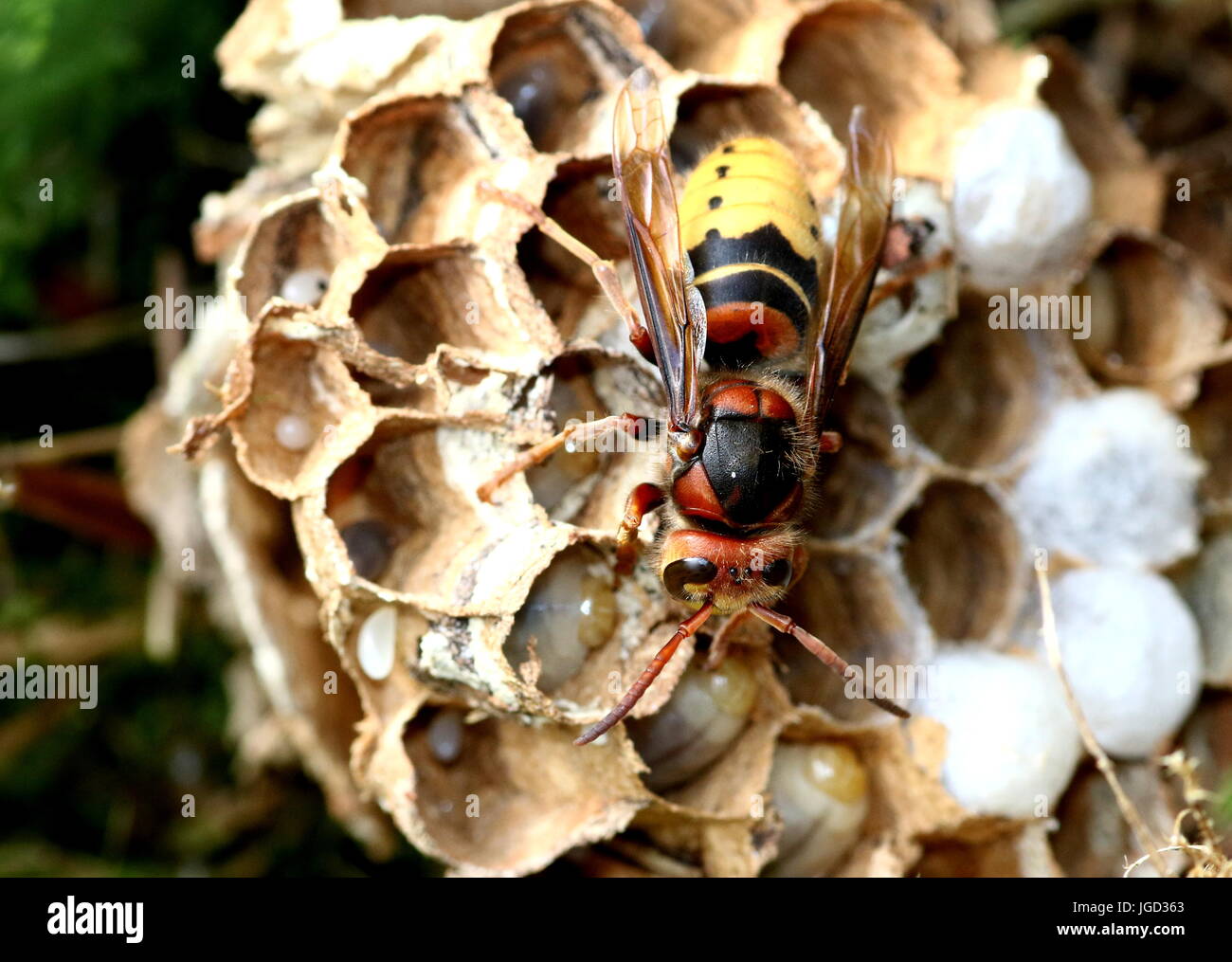 European hornet  worker (Vespa crabro) busy constructing a nest and tending the larvae. Stock Photo