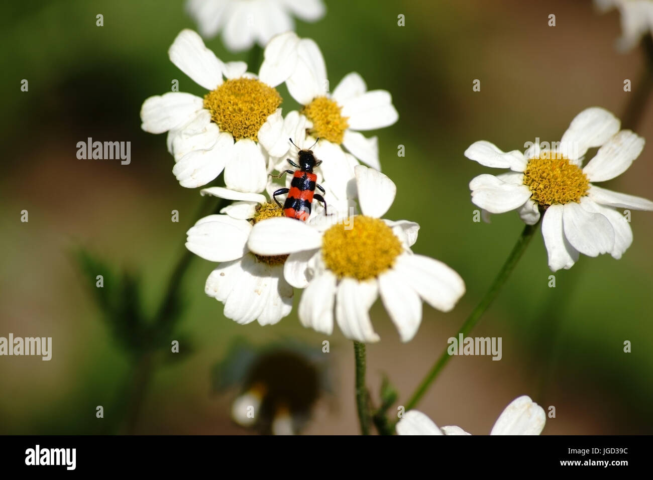A colorful and black red striped beetle beetle on a daisy, xylanthemum. Stock Photo