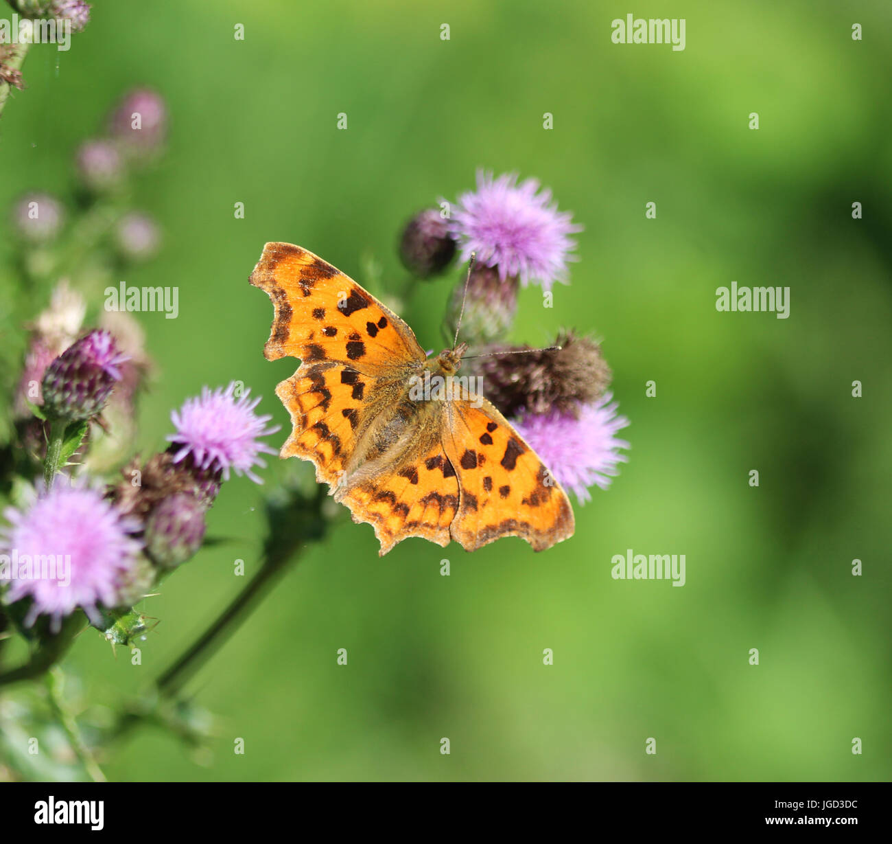 Comma butterfly Stock Photo