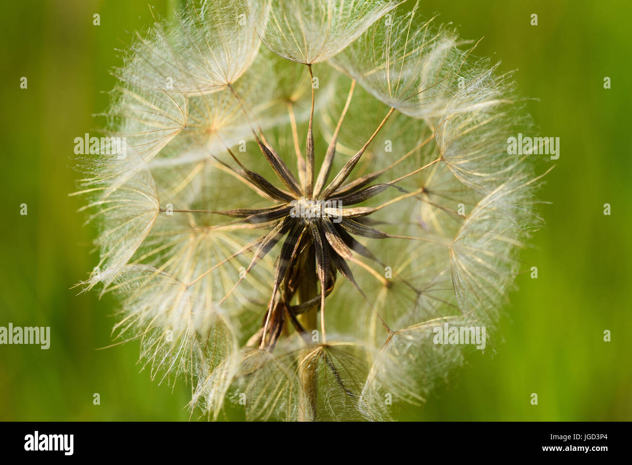 A wild flower dandelion clock seed head Taraxacum officinale Stock