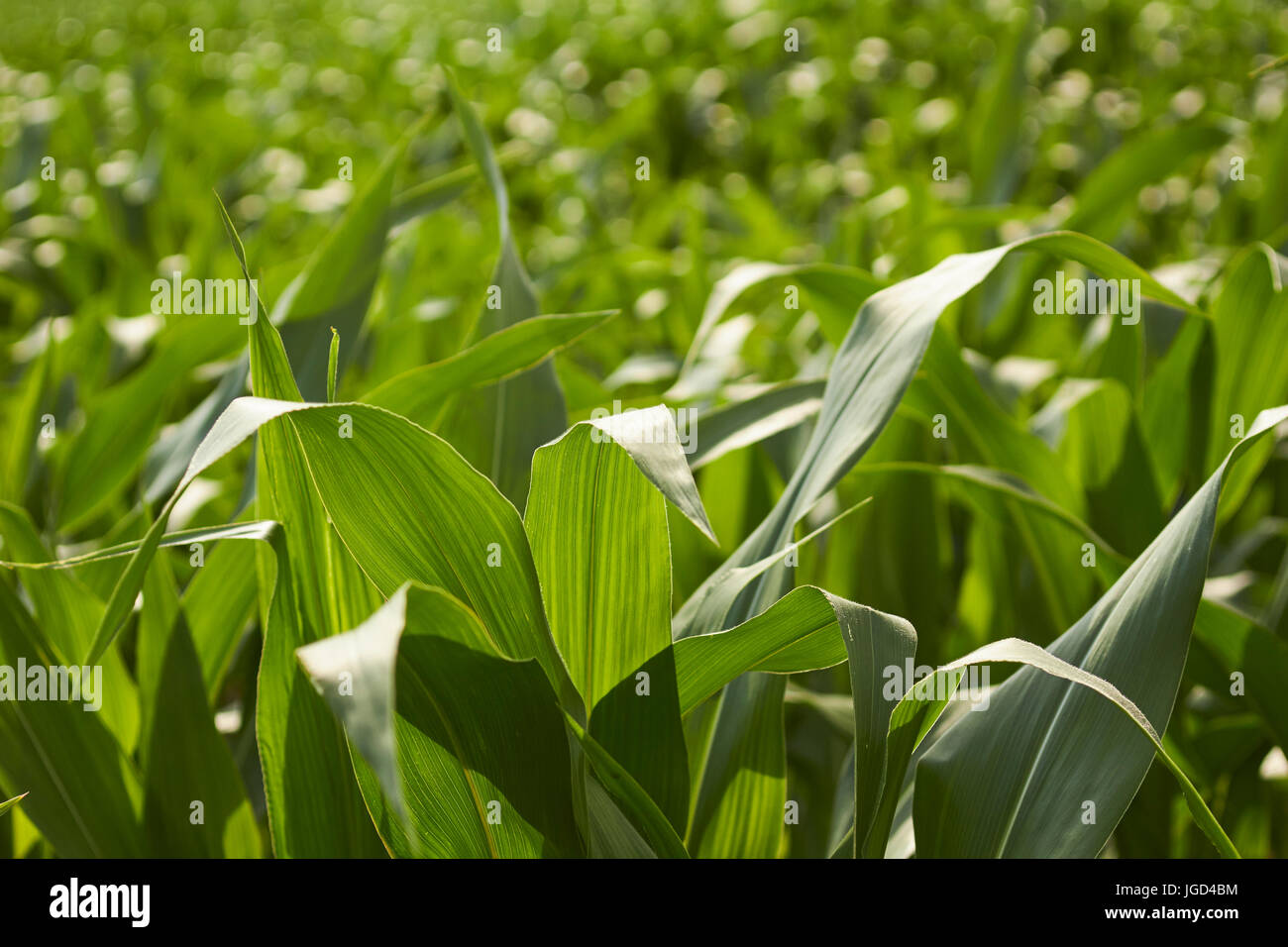 Corn fields in summer, Amish Country, Lancaster County, Pennsylvania