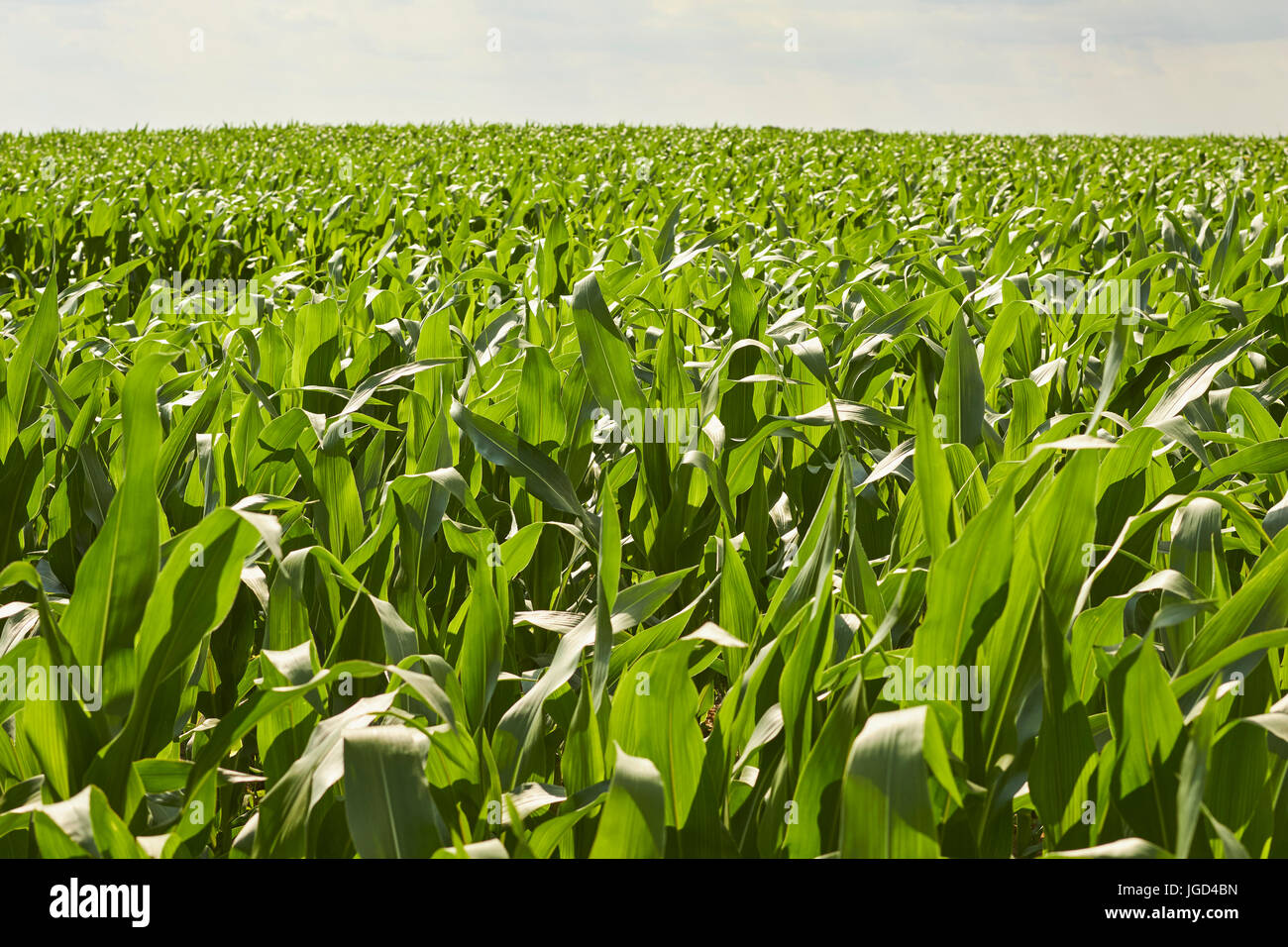 Corn fields in summer, Amish Country, Lancaster County, Pennsylvania