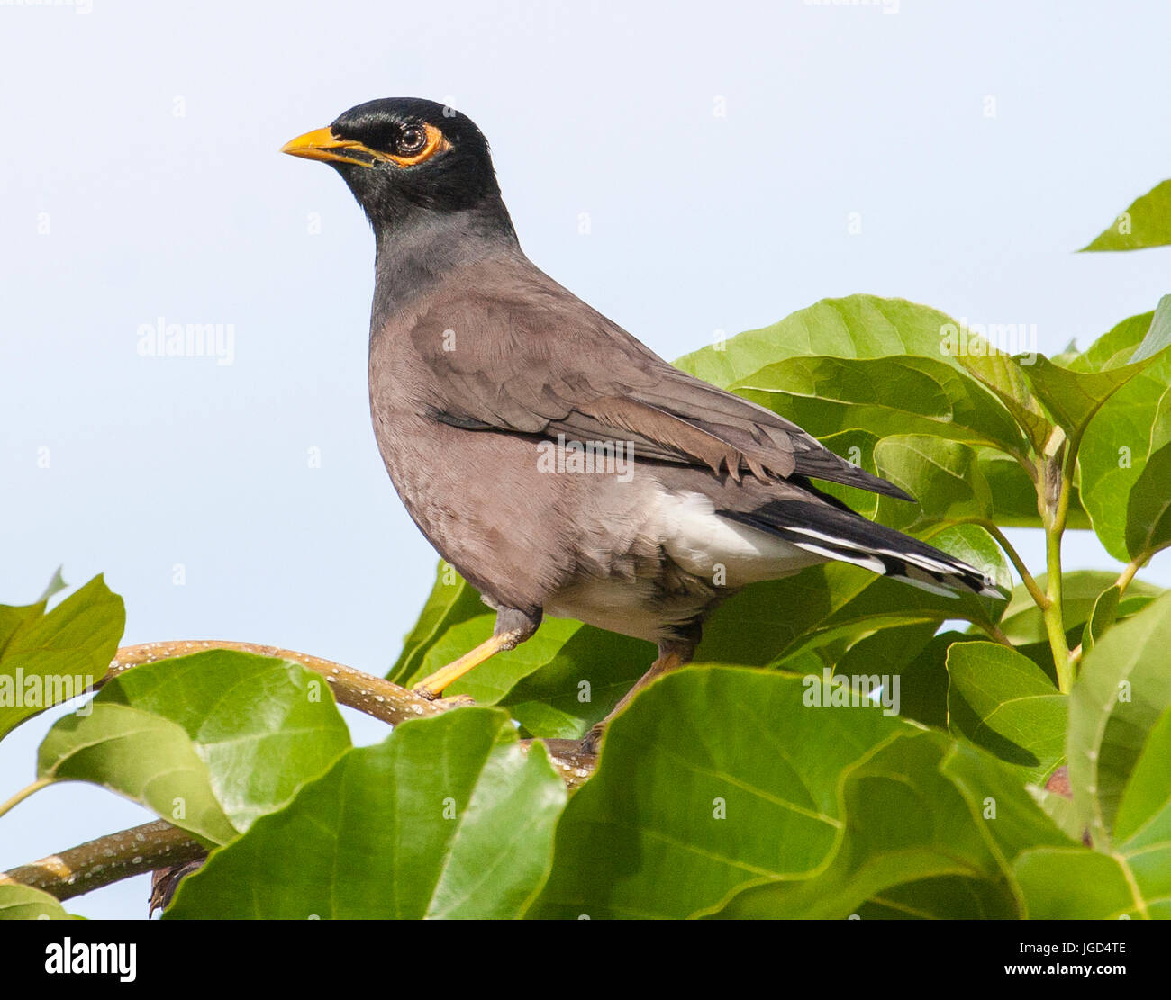 Myna bird hires stock photography and images Alamy