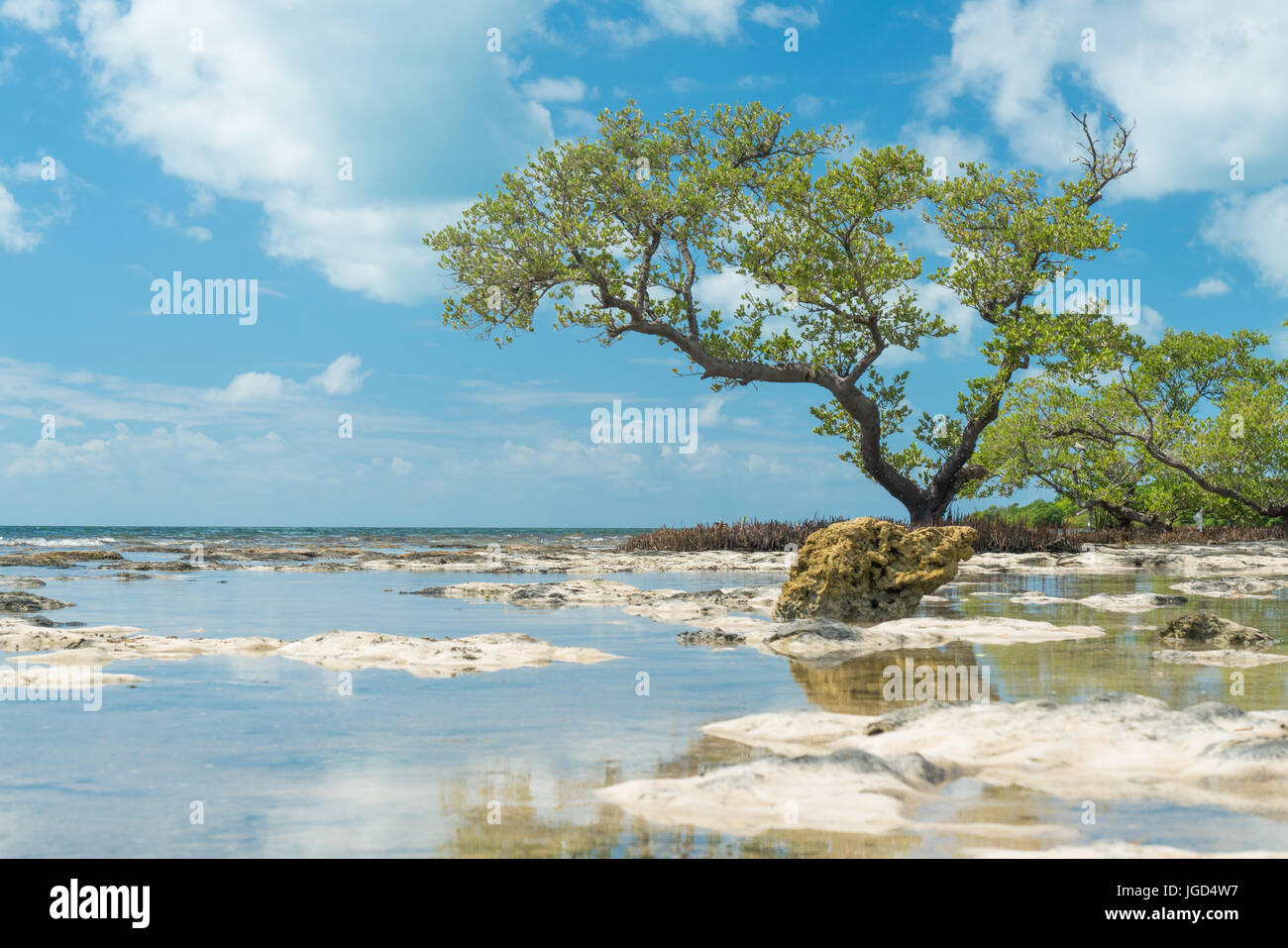 Shallow reef coastline in the caribbean with tree in the foreground. Stock Photo