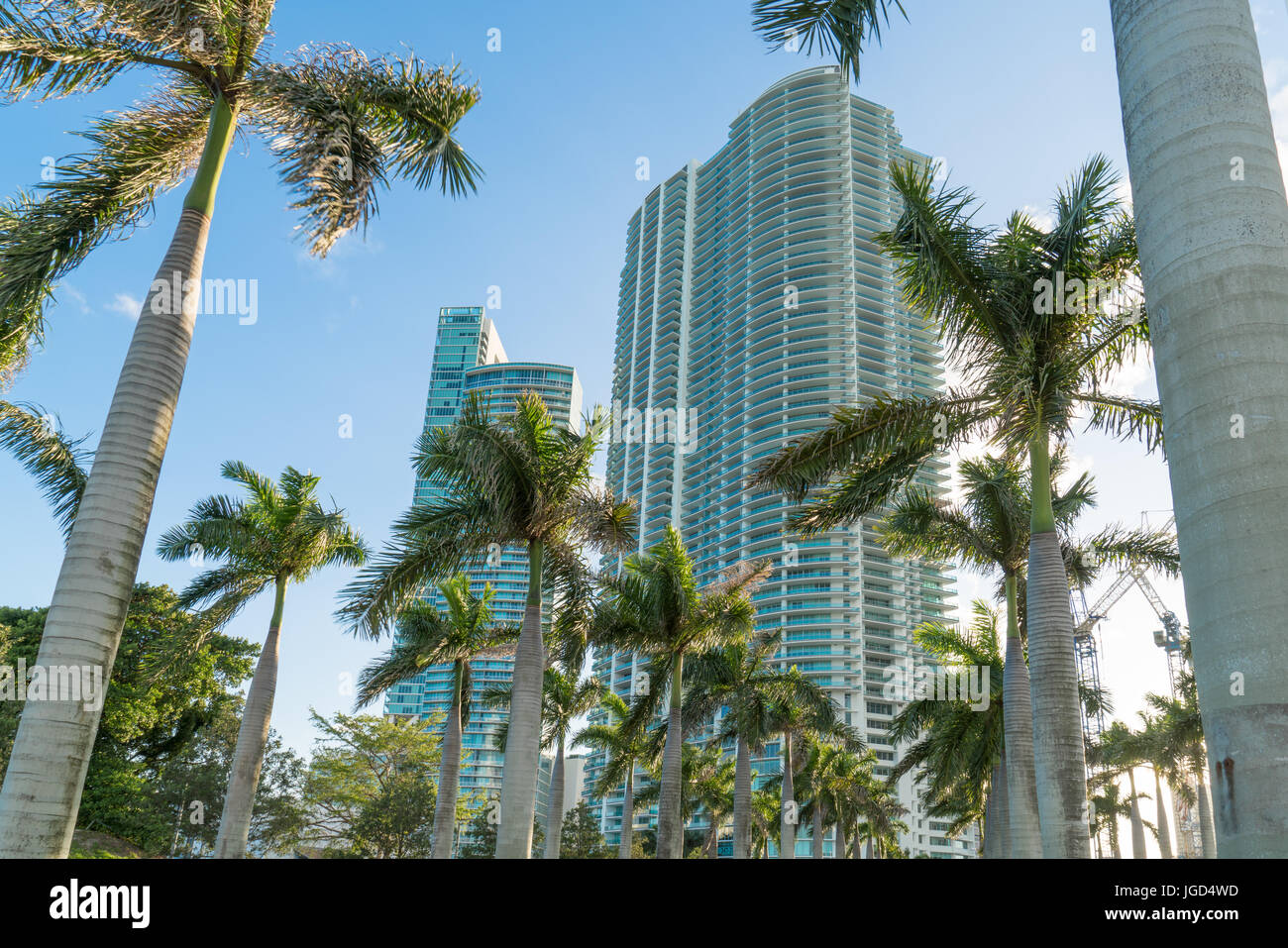 Miami high rise condominiums with rows of palm trees in foreground. Stock Photo