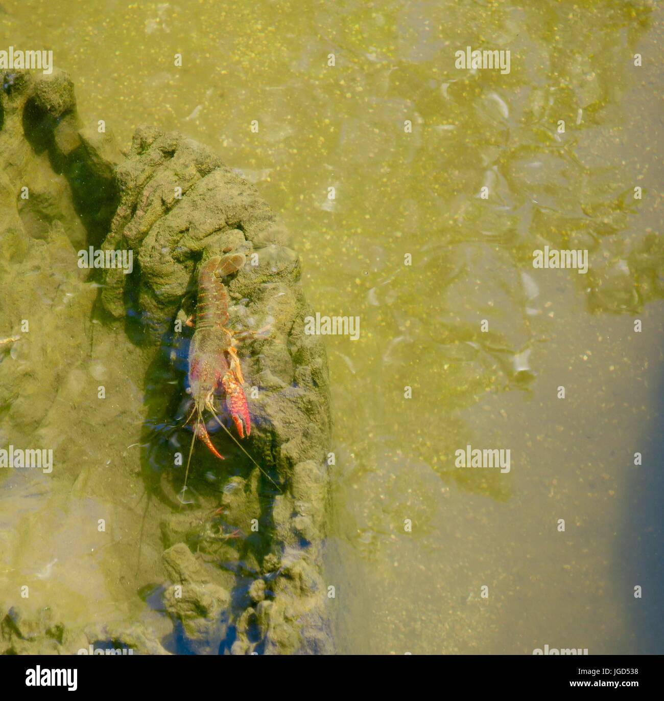 orange-colored crawdad crawling on an old tree stump in a green murky pond Stock Photo