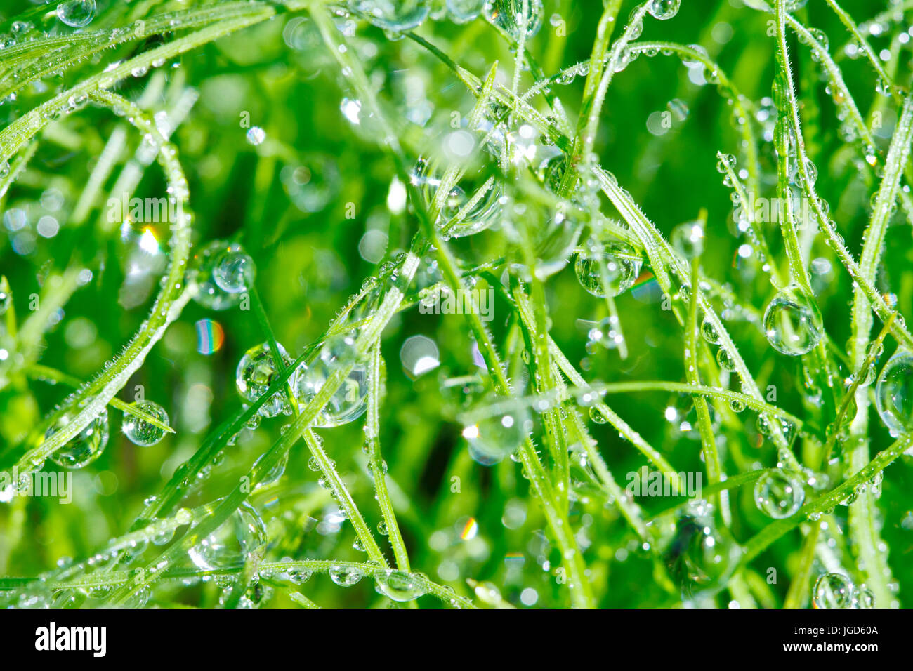 Dewdrop on grasses leaf in the morning Stock Photo