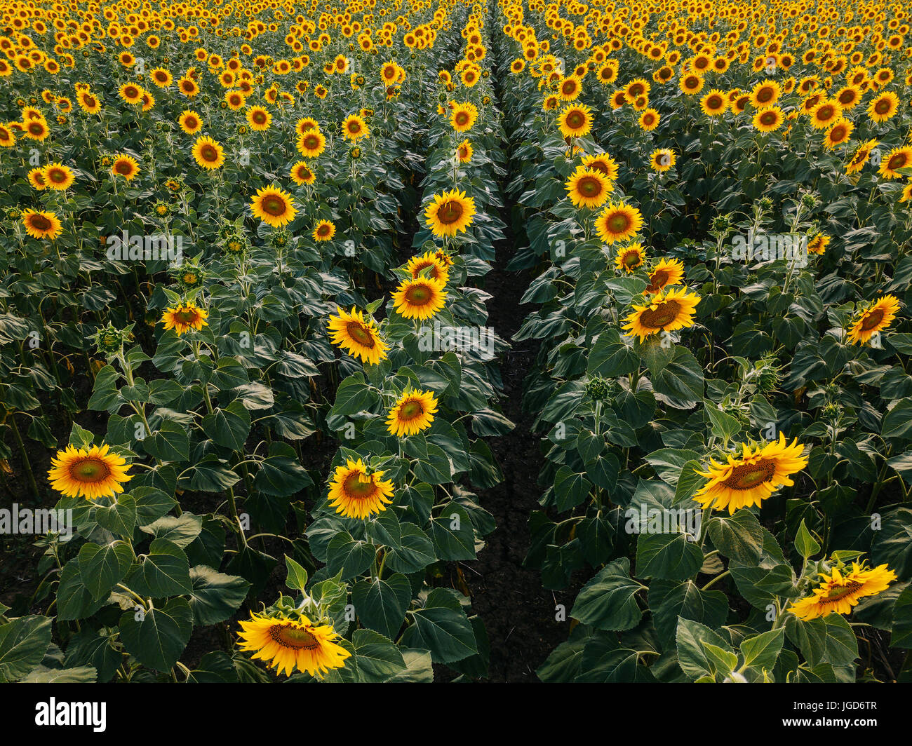 Aerial view of sunflower field in summer sunset, cultivated agricultural crops from drone point of view Stock Photo