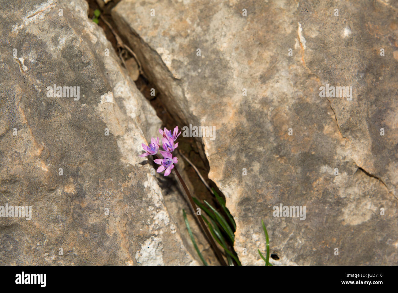 Crocus cartwrightianus is growing on the rocks in the Aradena Gorge at the southwest coast of Crete. This crocus is the ancestor of the saffron crocus Stock Photo
