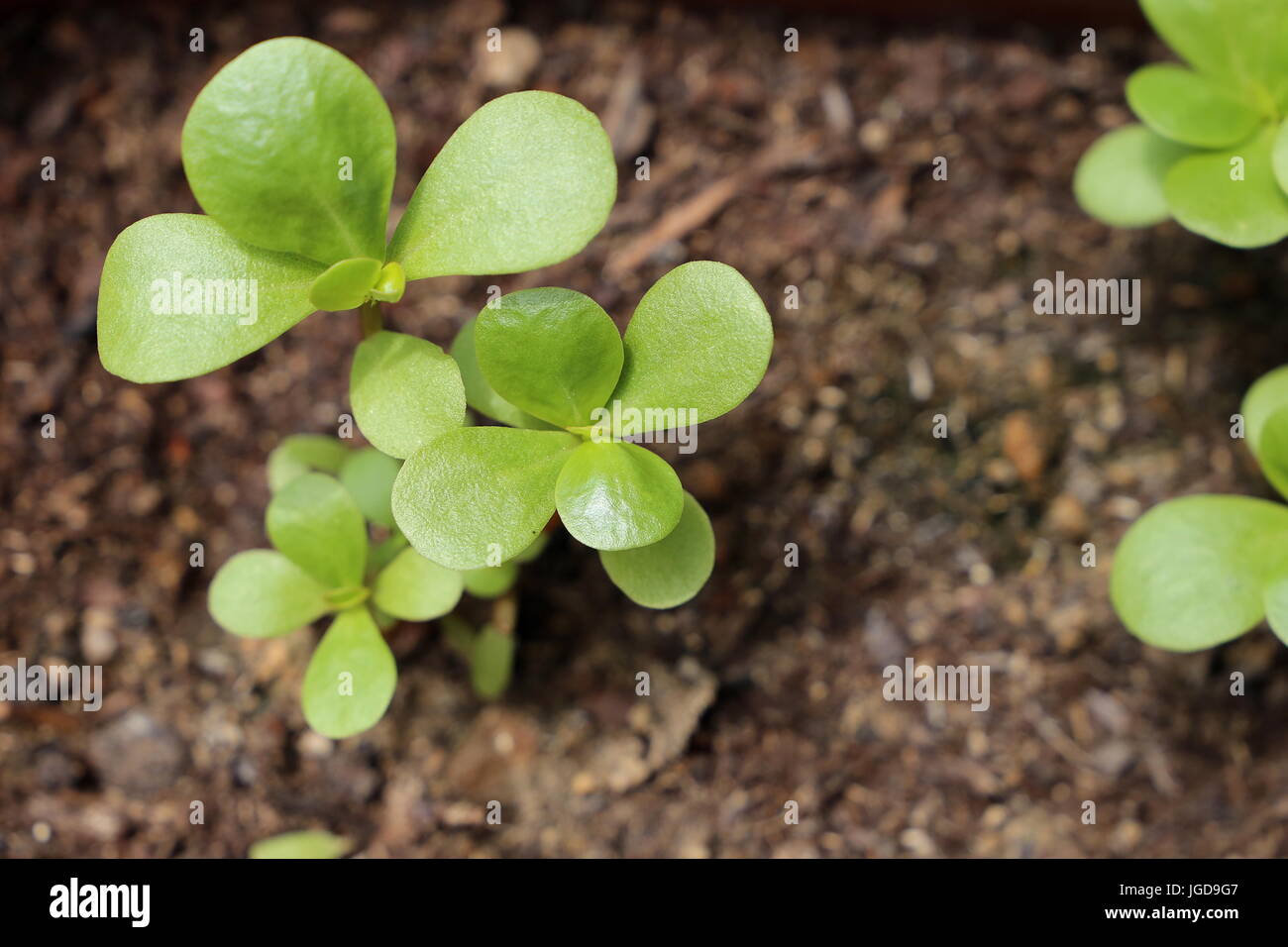 Green portulaca plant ready to eat Stock Photo