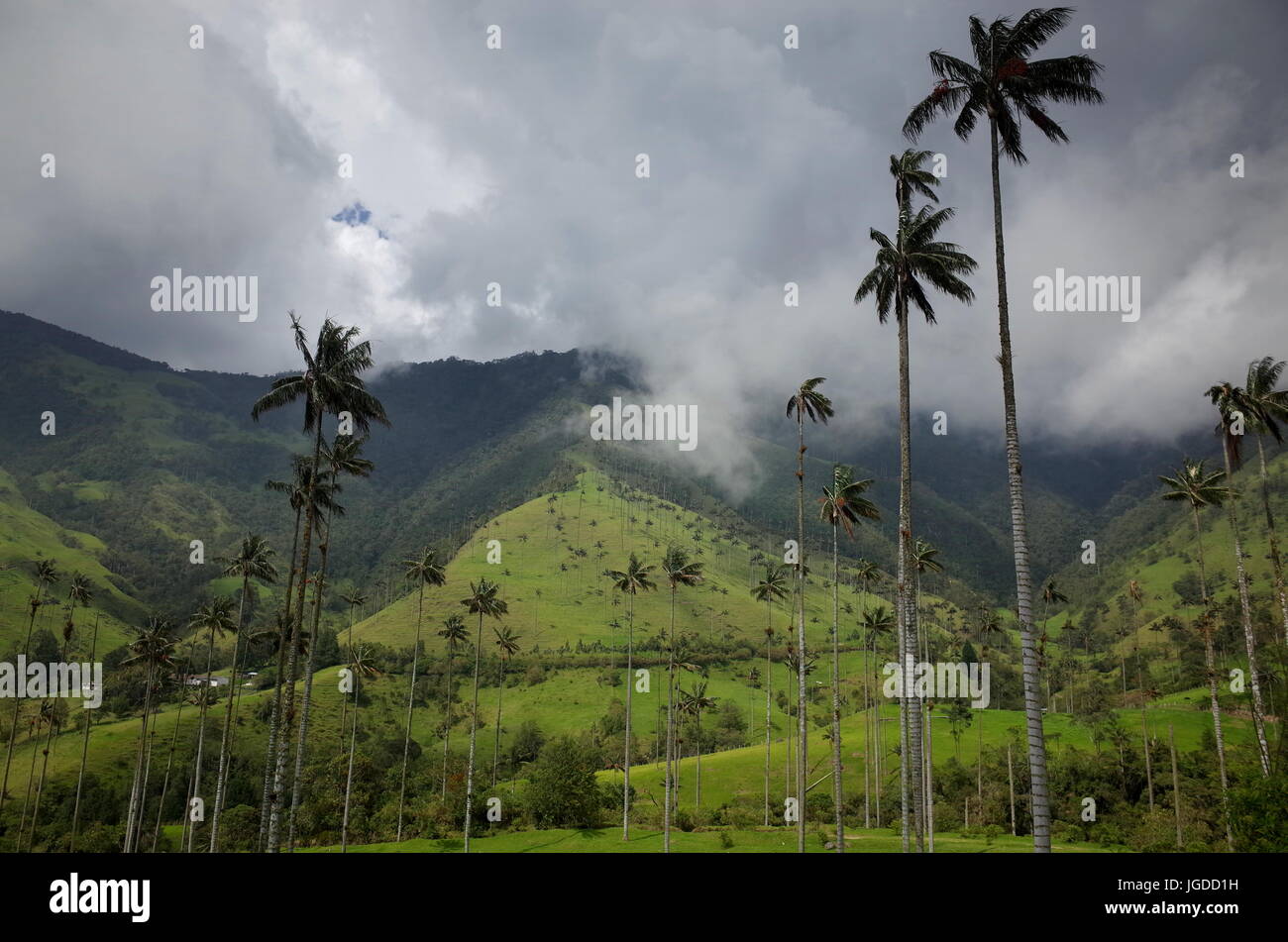 Wax Palm Trees in Cocora Valley, Colombia Stock Photo