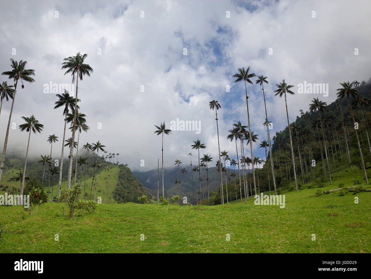 Wax Palm Trees in Cocora Valley, Colombia Stock Photo