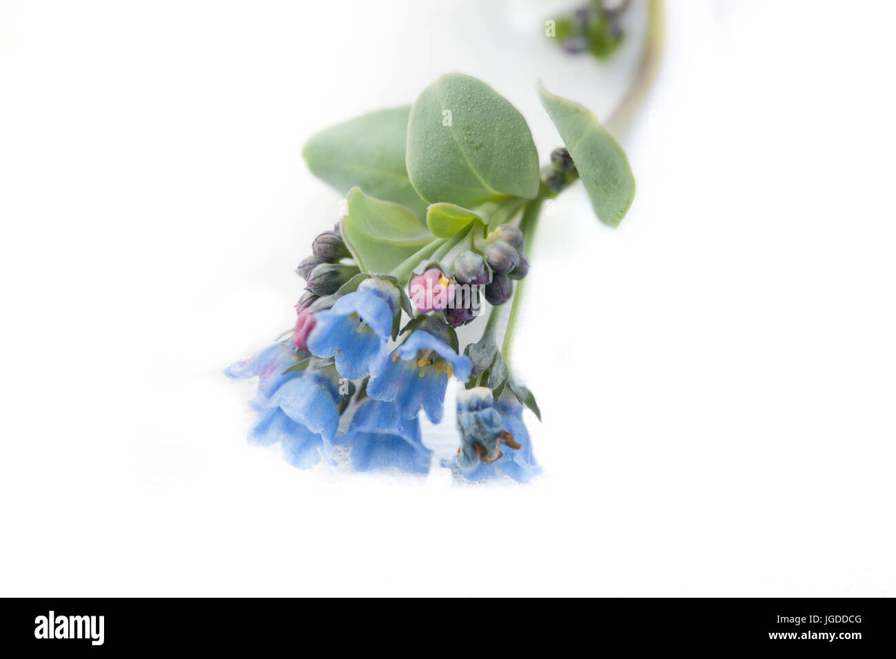 Oyster leaf beautiful plant growing near the seashore Stock Photo Alamy