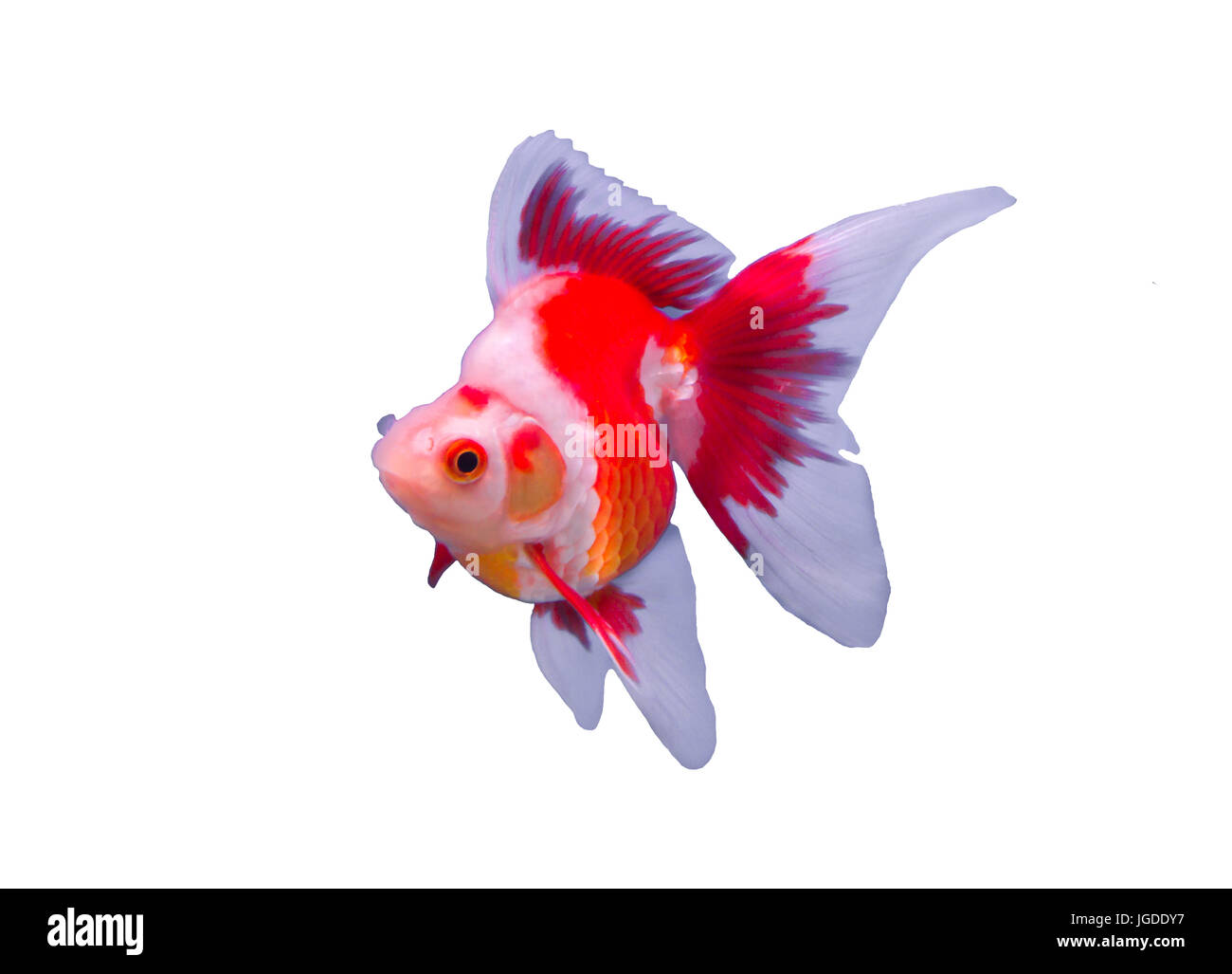 Ryukin goldfish isolated in a white background Stock Photo